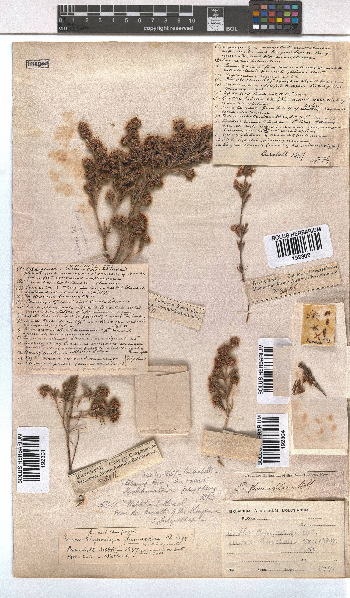 Erica glumiflora image