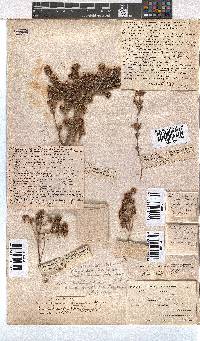 Erica glumiflora image