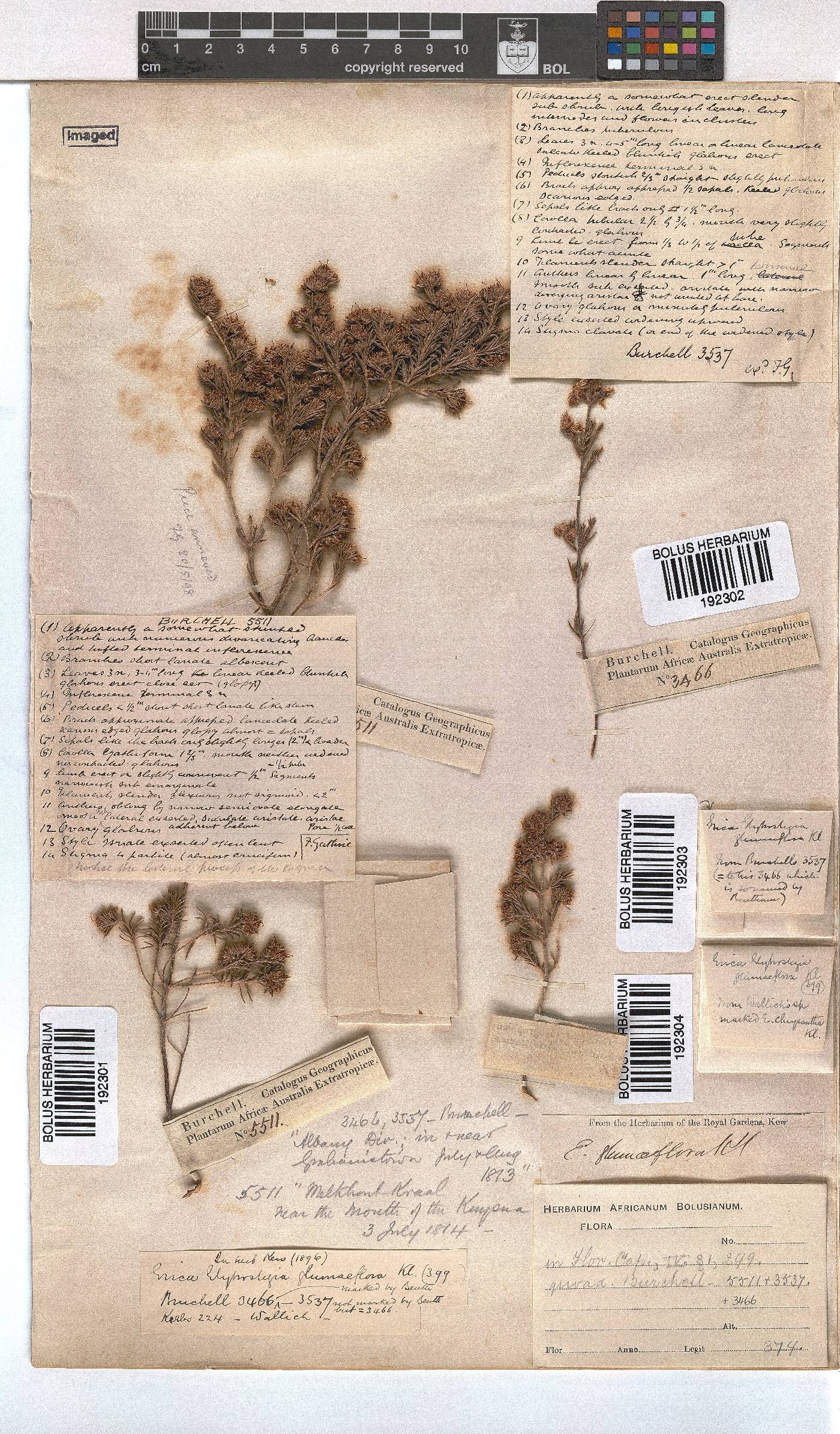 Erica glumiflora image