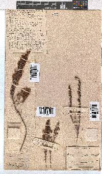 Erica glumiflora image