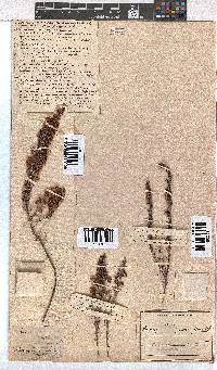 Erica glumiflora image