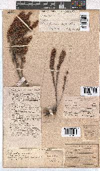 Erica glumiflora image