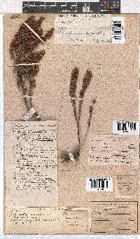 Erica glumiflora image