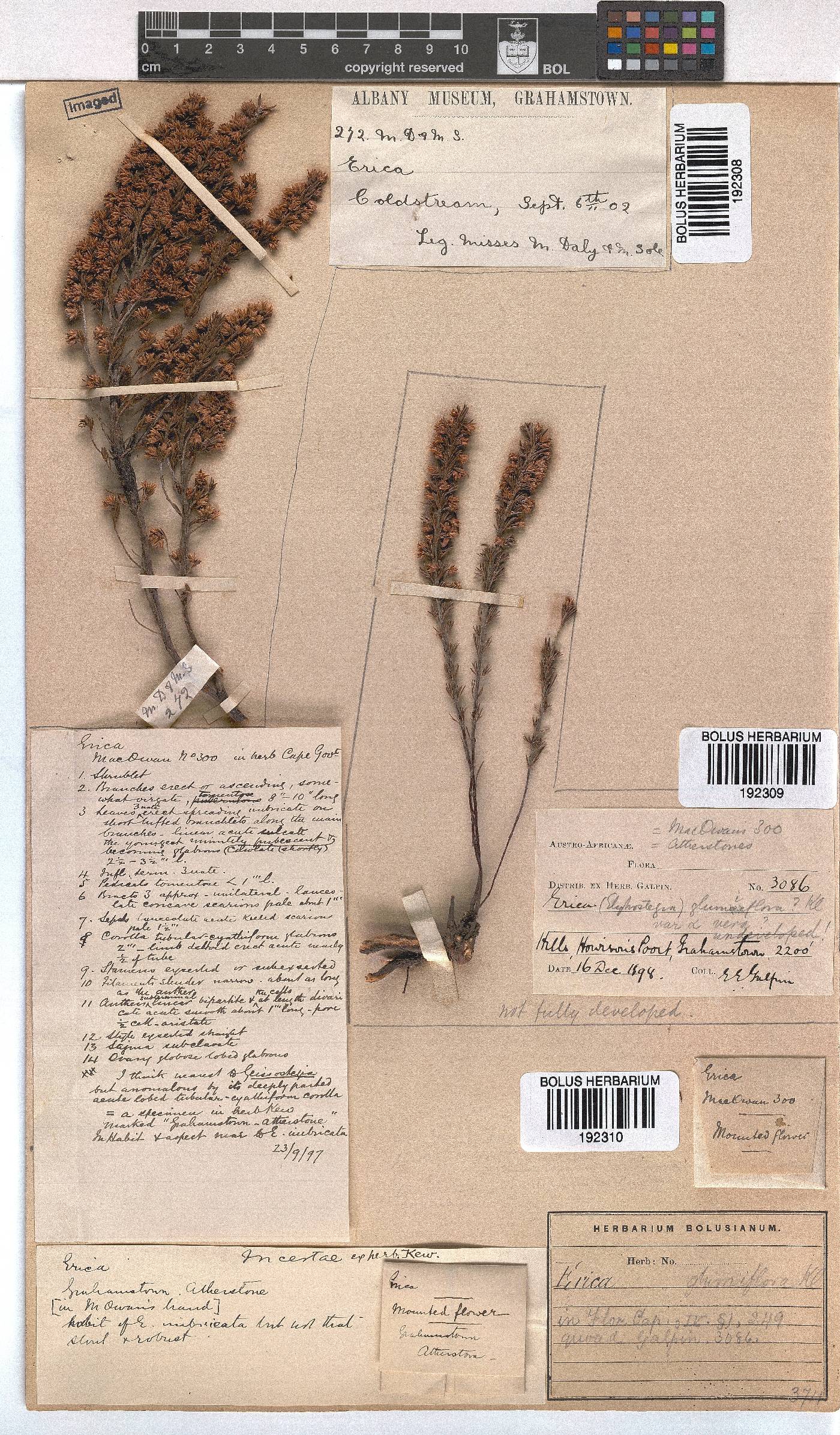 Erica glumiflora image