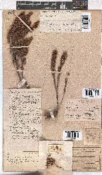 Erica glumiflora image