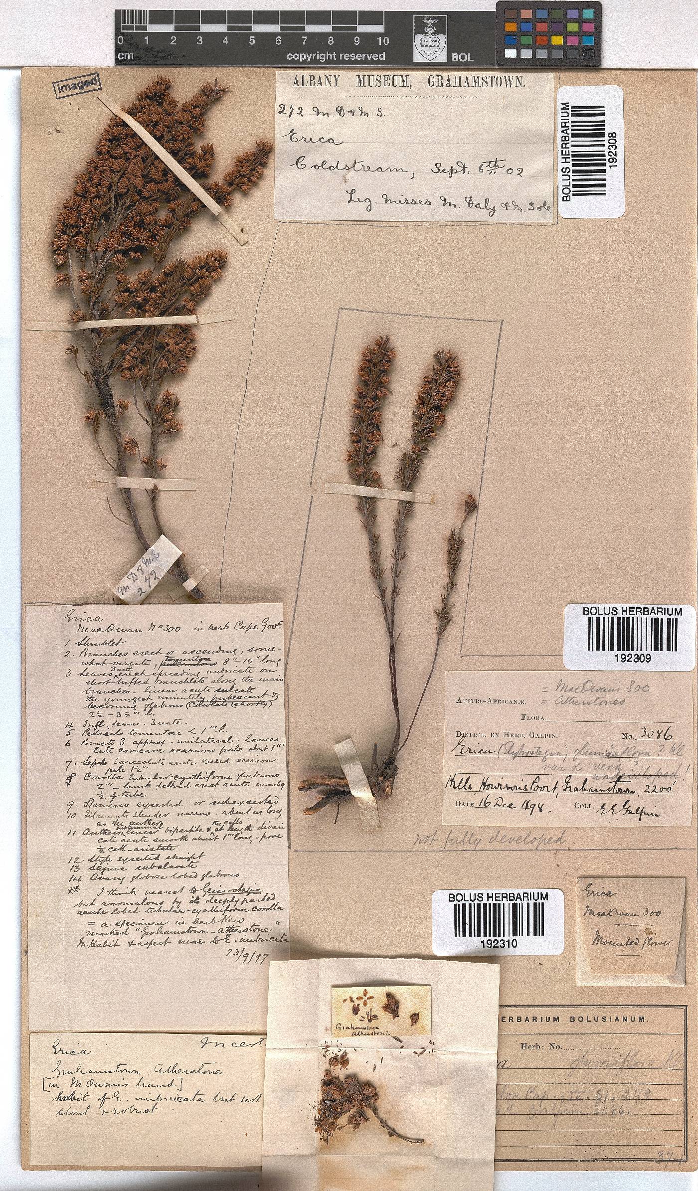 Erica glumiflora image