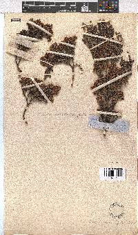 Image of Erica diosmifolia