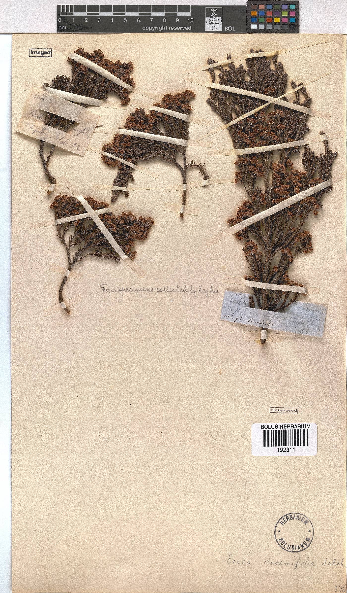 Erica diosmifolia image