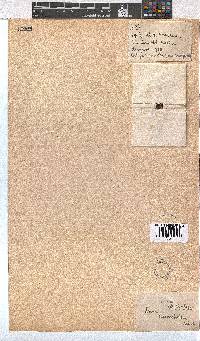 Erica diosmifolia image