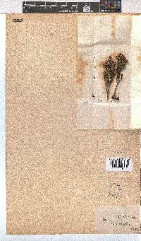 Erica diosmifolia image