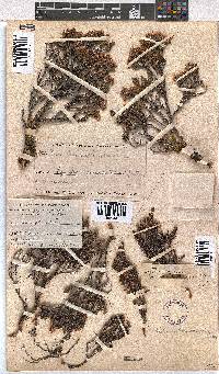 Erica diosmifolia image