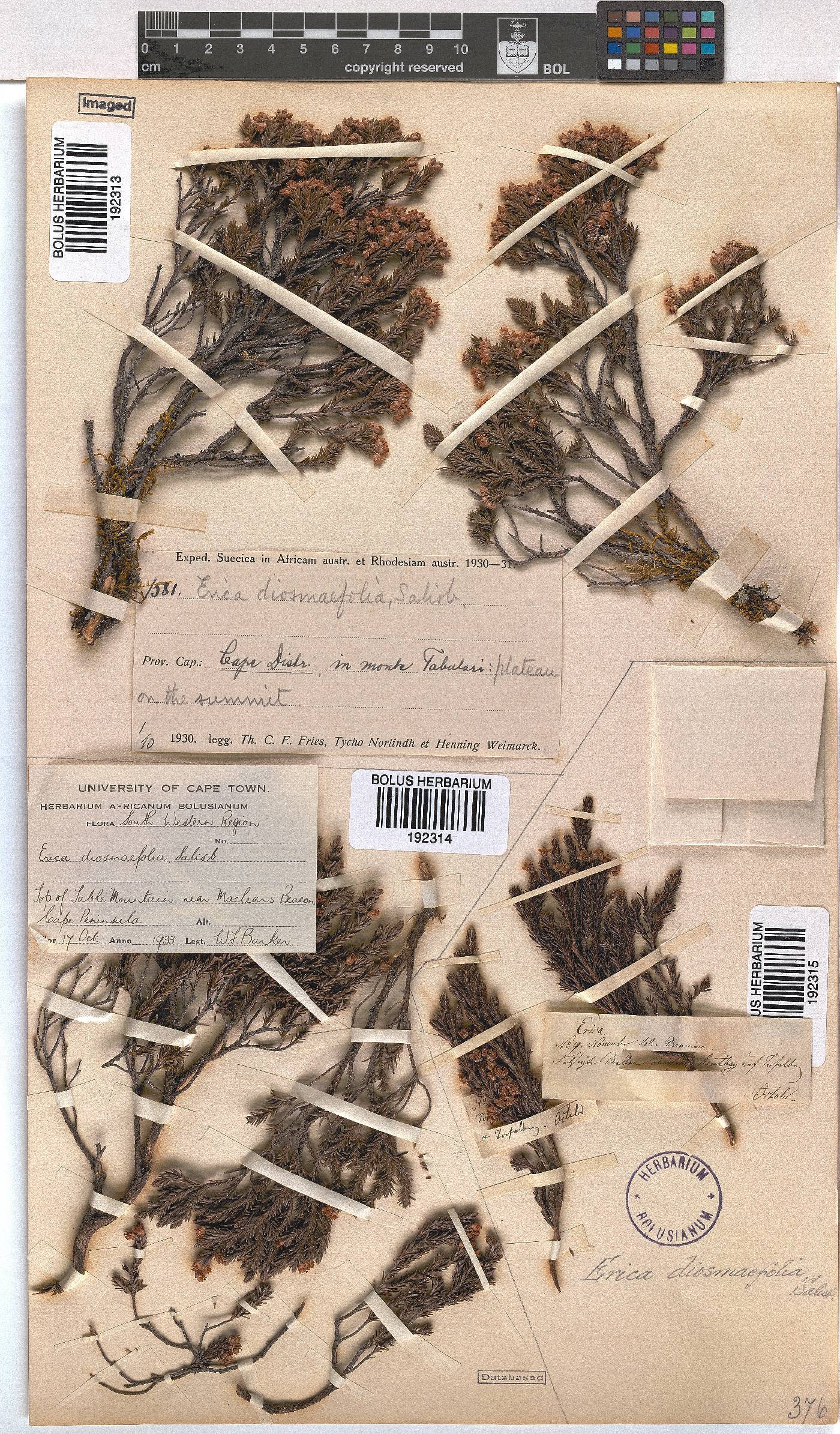 Erica diosmifolia image