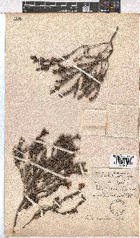 Erica diosmifolia image