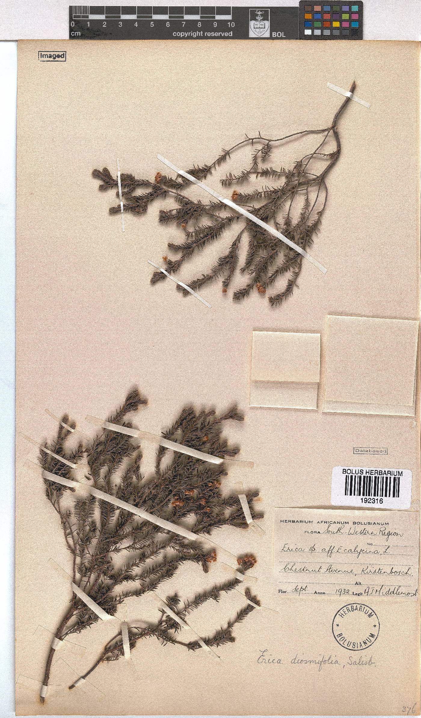 Erica diosmifolia image