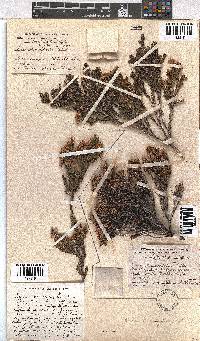 Erica diosmifolia image