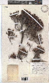 Erica diosmifolia image