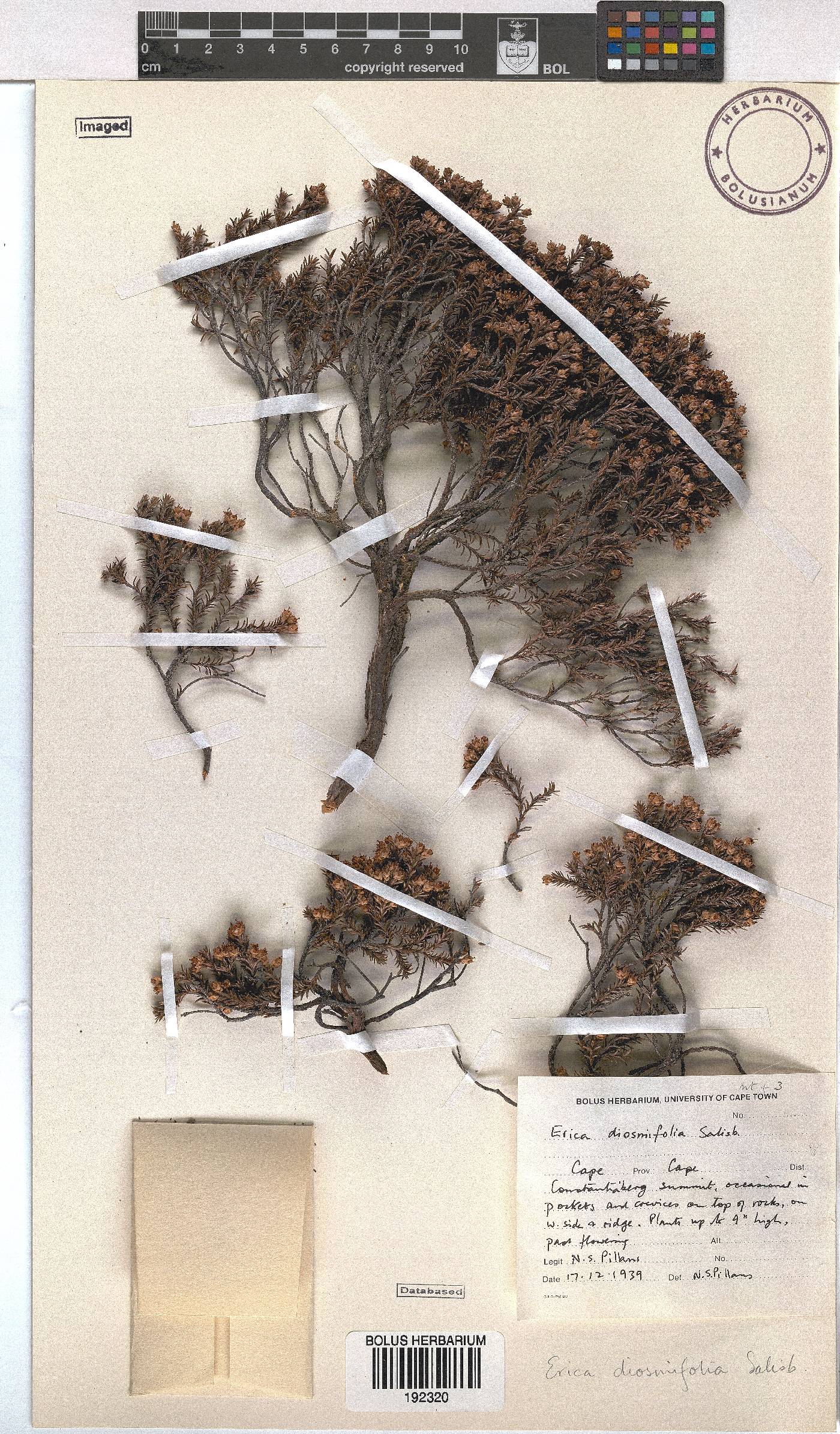 Erica diosmifolia image