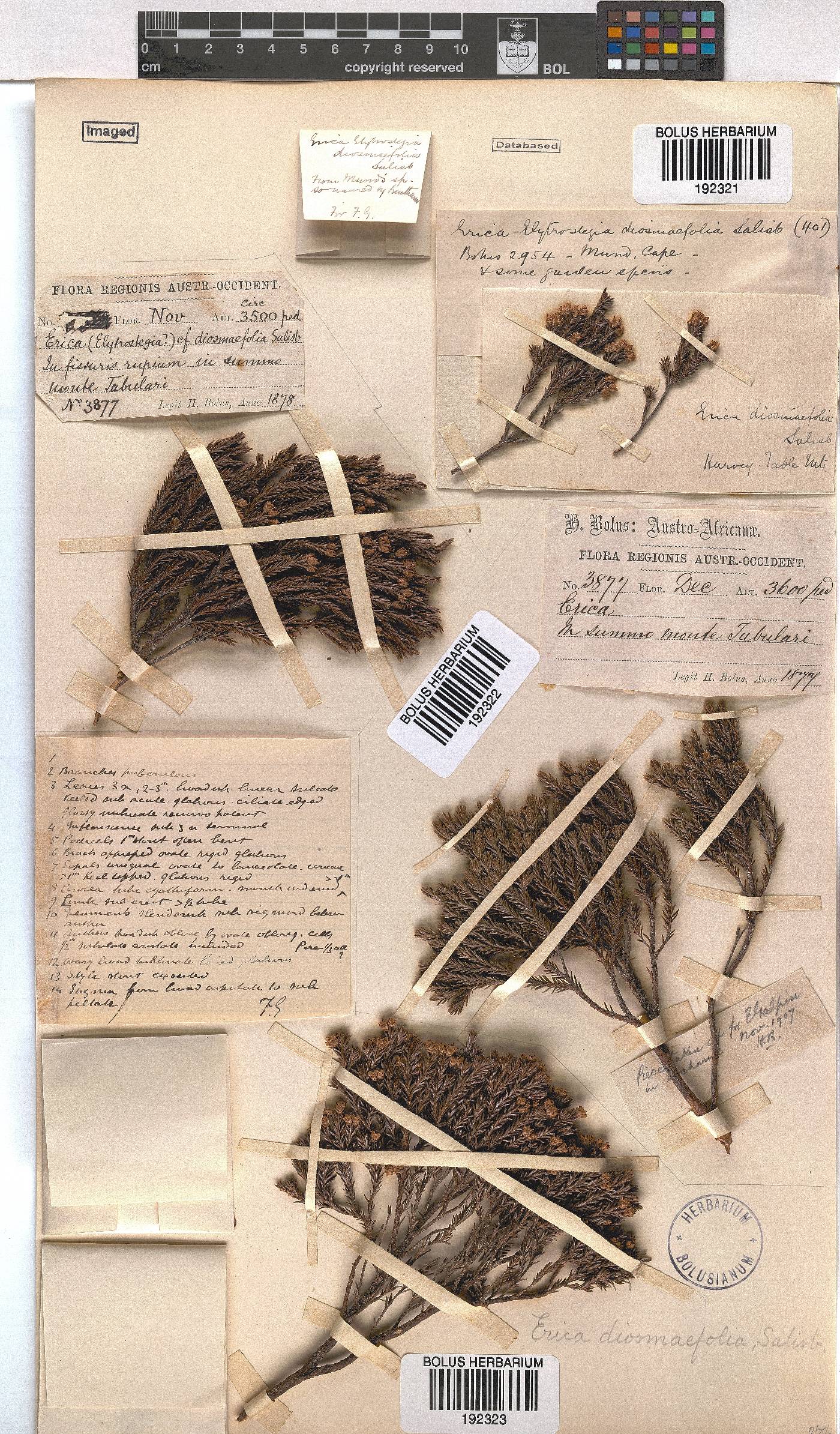 Erica diosmifolia image