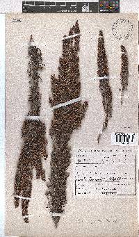 Erica lepidota image