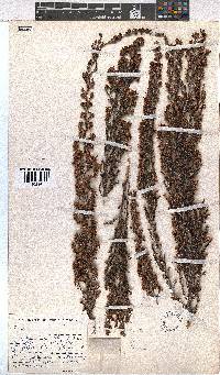 Erica lepidota image