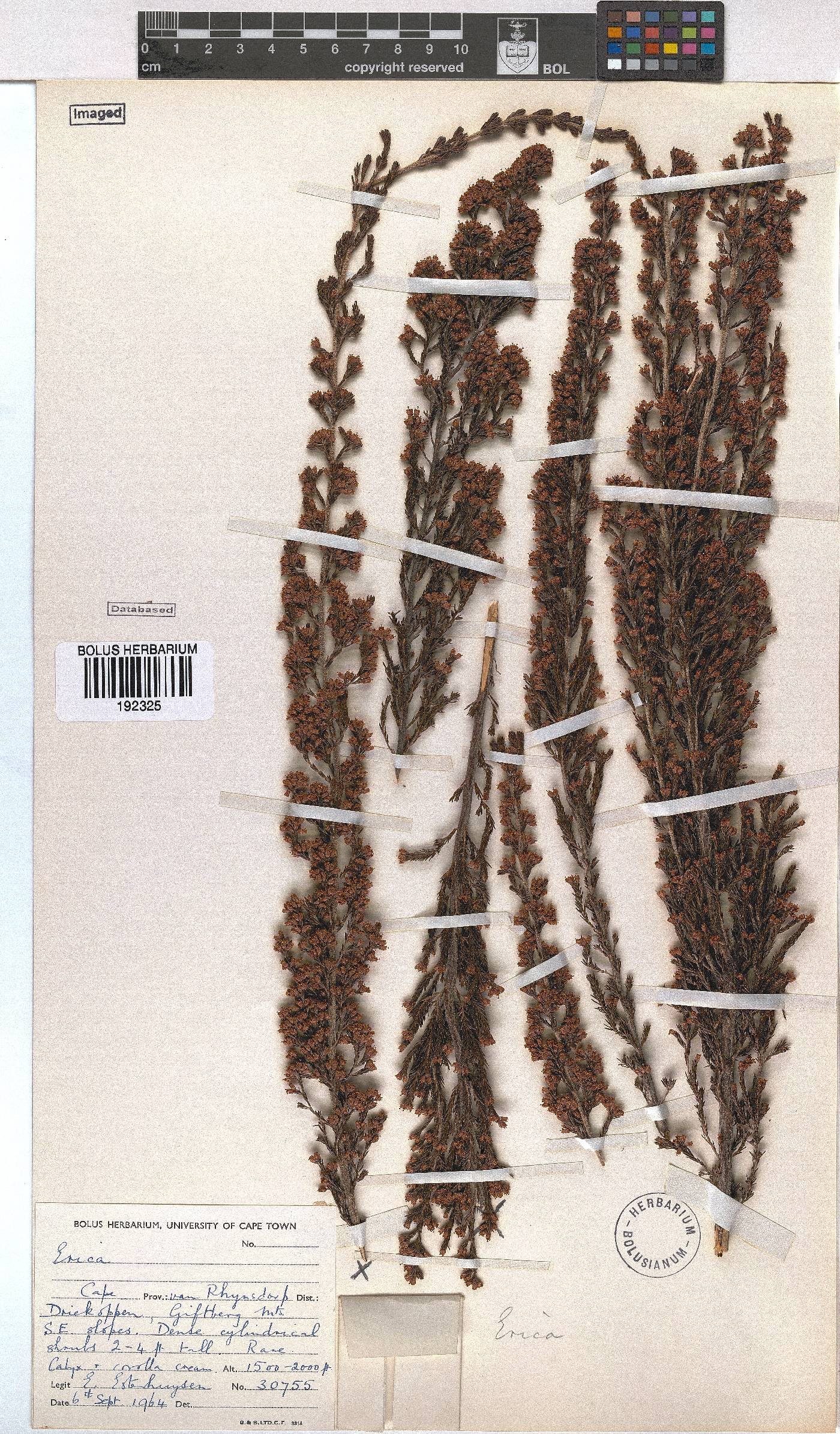 Erica lepidota image