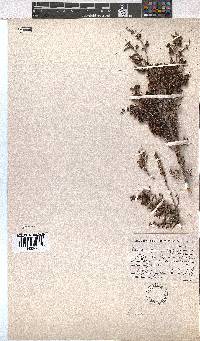 Erica lepidota image