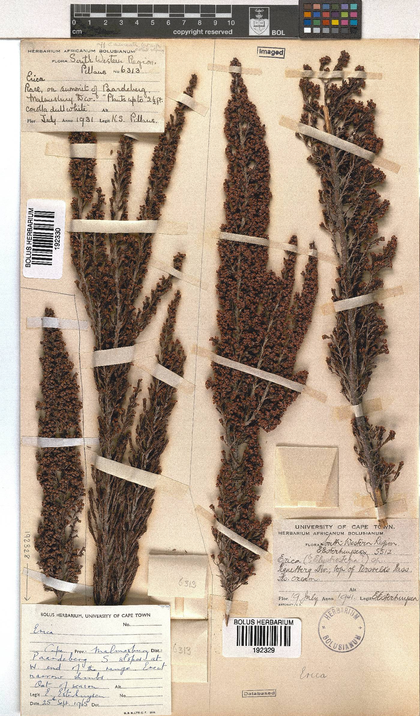 Erica lepidota image