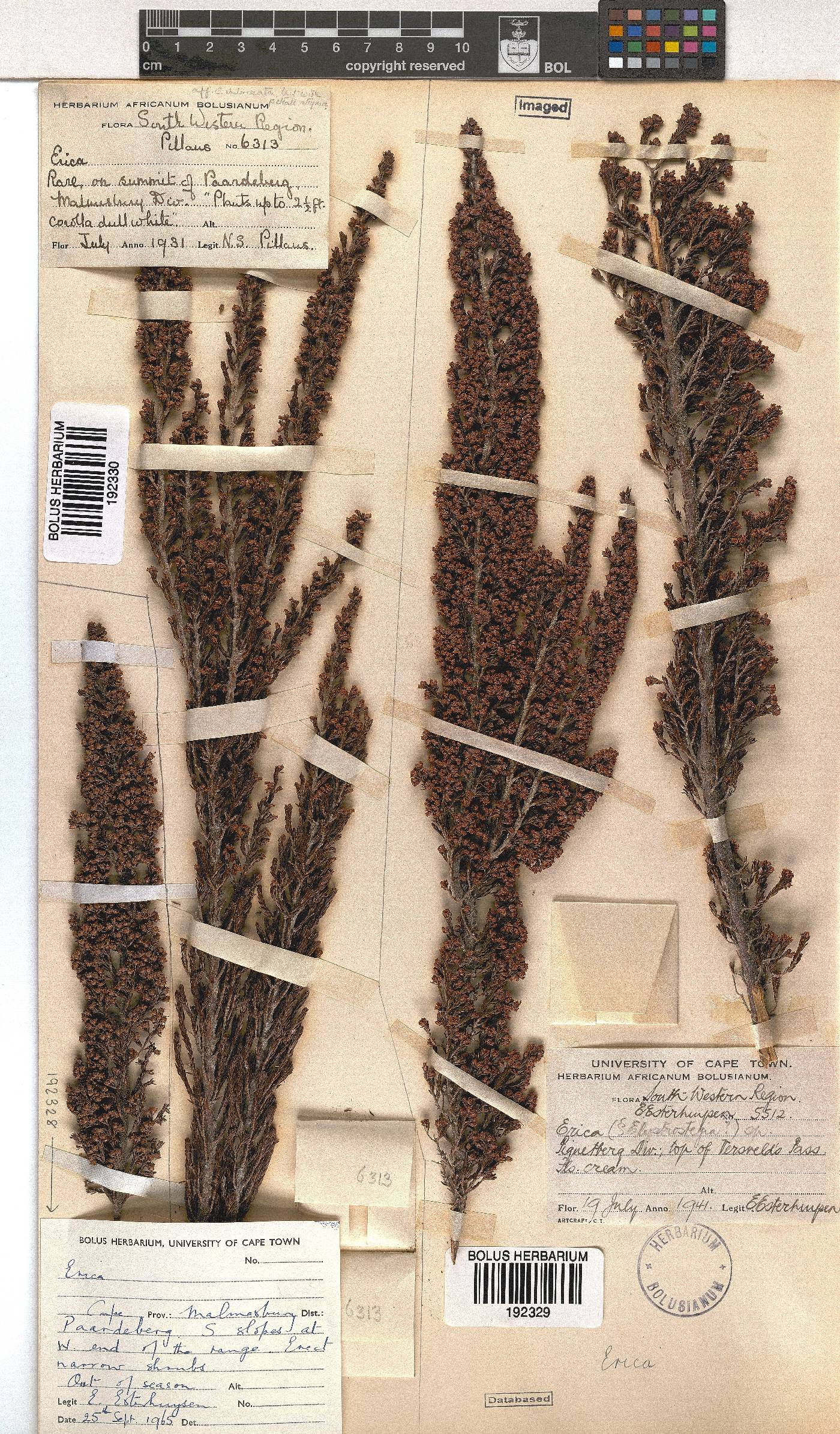 Erica lepidota image