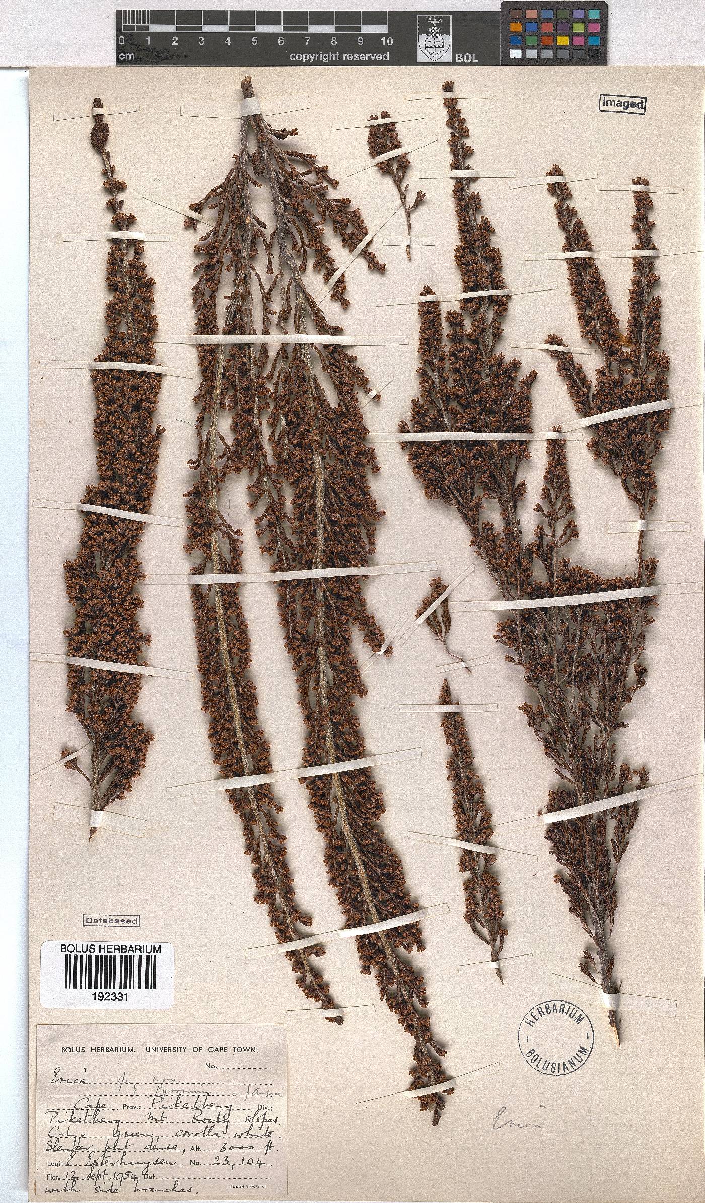 Erica lepidota image