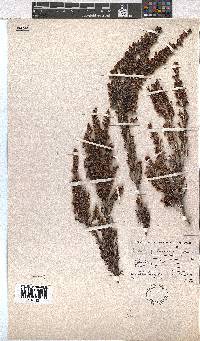 Erica lepidota image