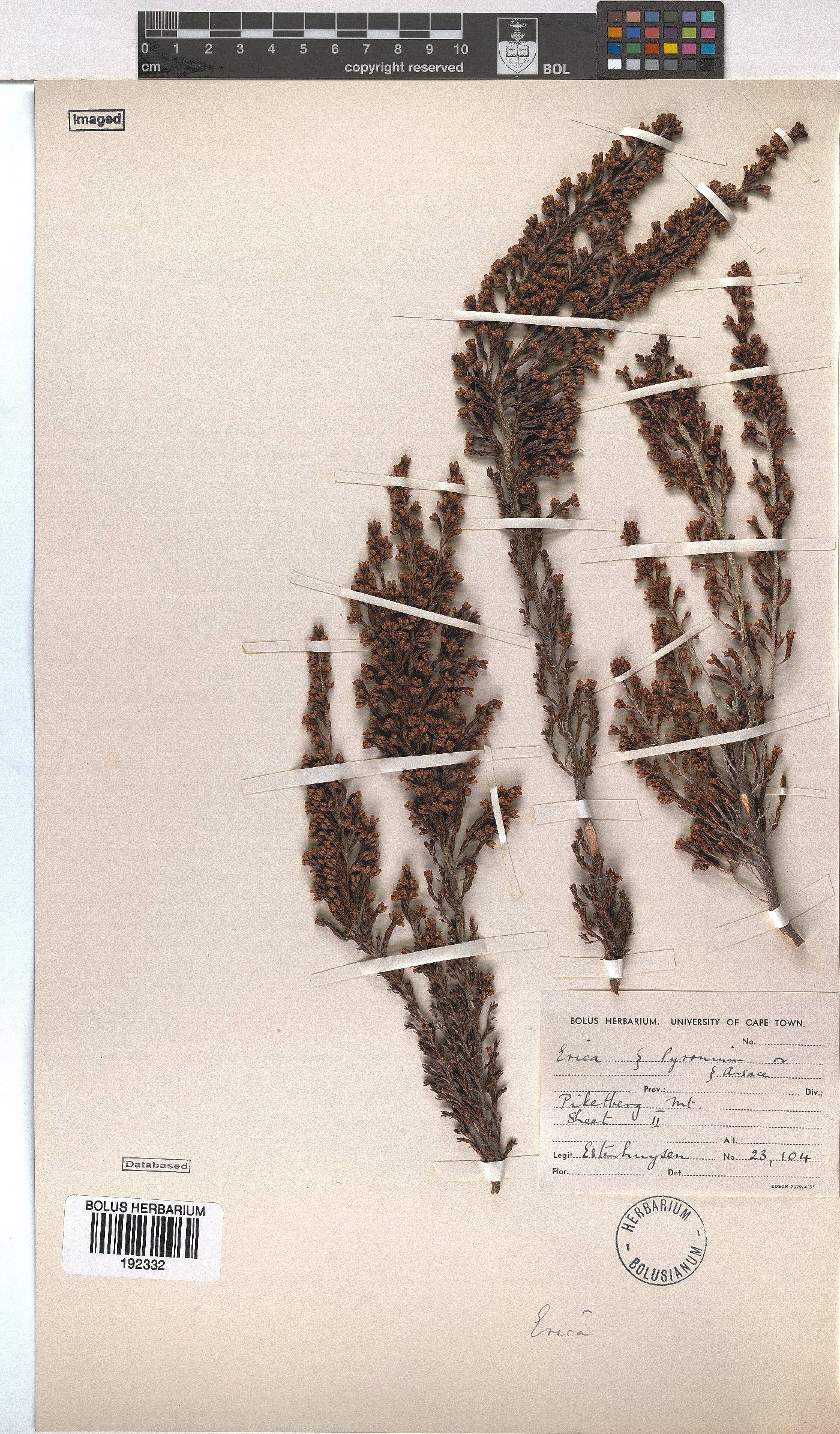 Erica lepidota image