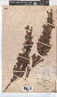 Erica brownleeae image