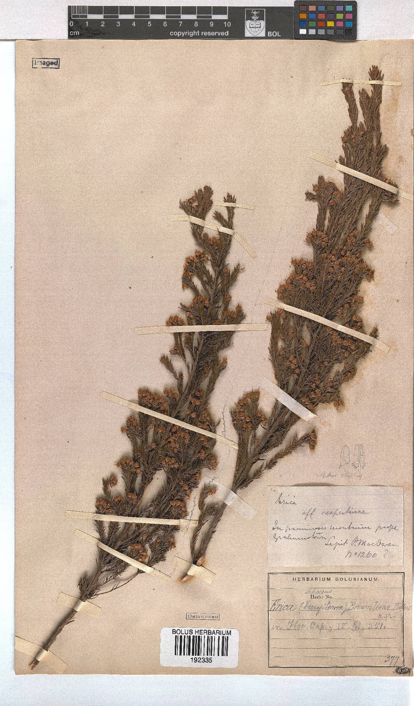 Erica brownleeae image