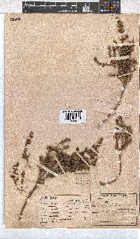 Erica brownleeae image