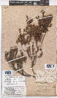 Erica brownleeae image