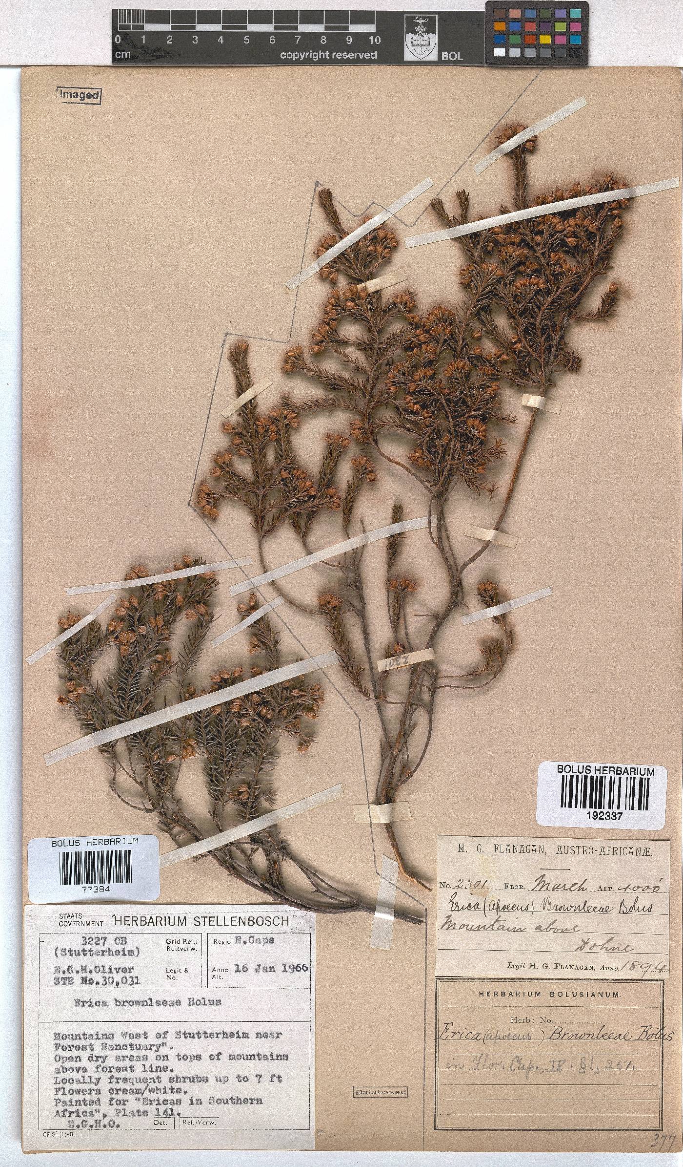 Erica brownleeae image