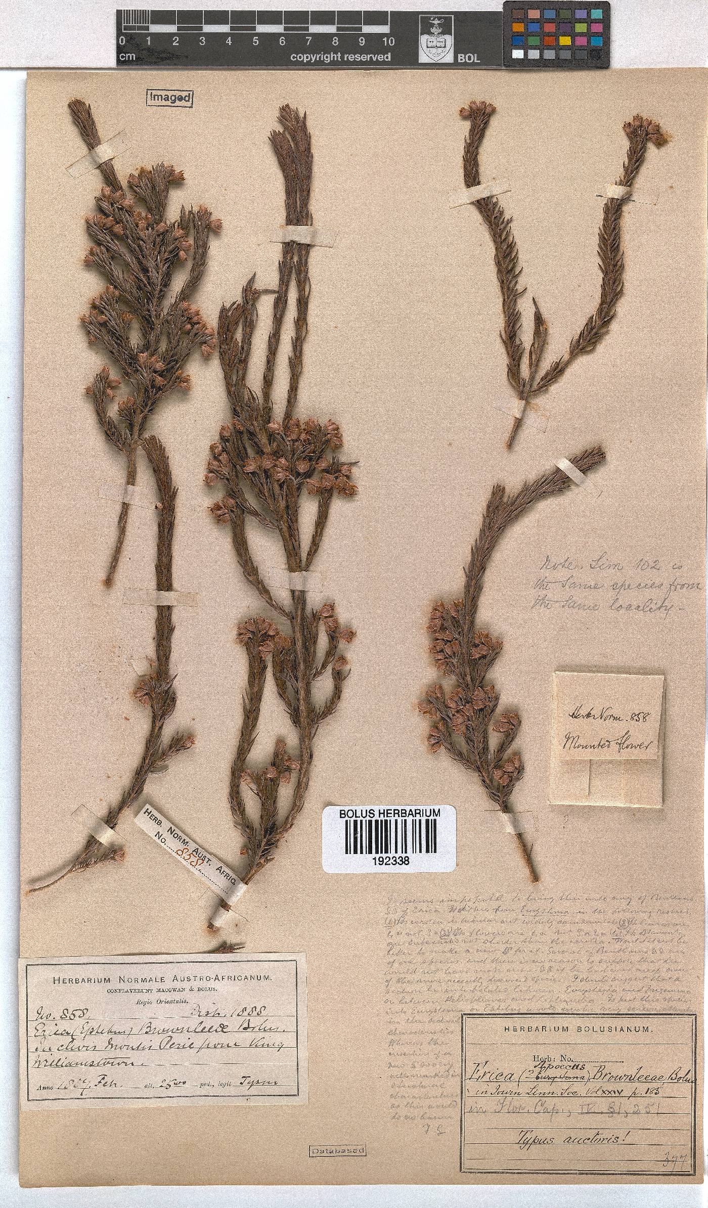 Erica brownleeae image