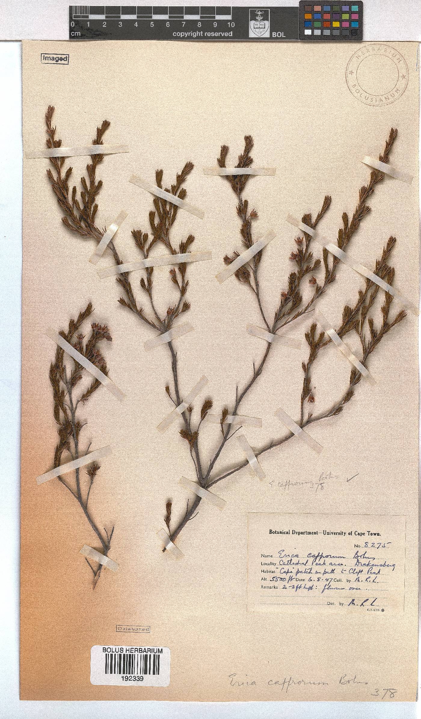 Erica afrorum var. afrorum image