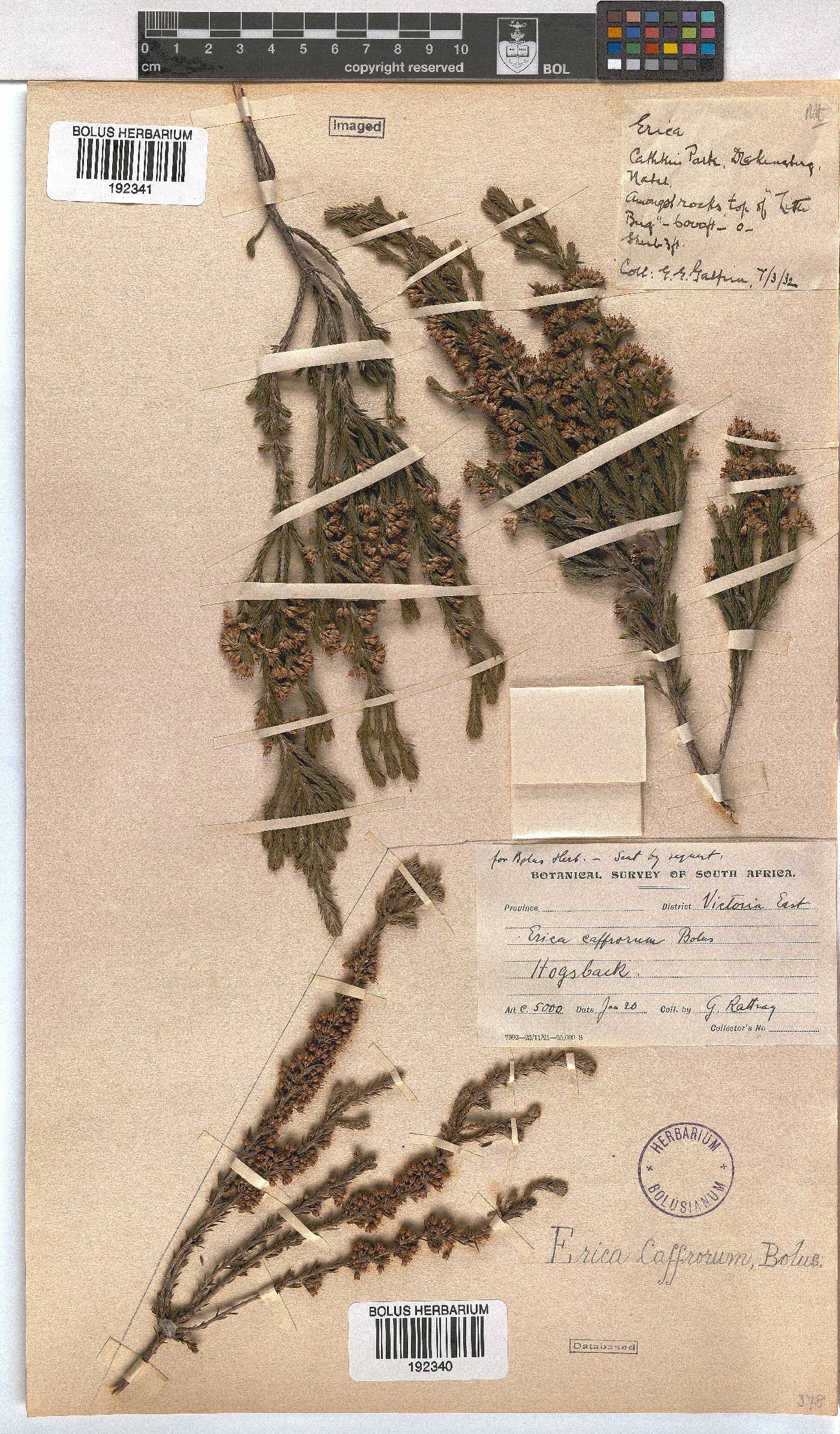 Erica afrorum var. afrorum image