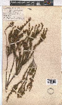 Erica afrorum var. afrorum image