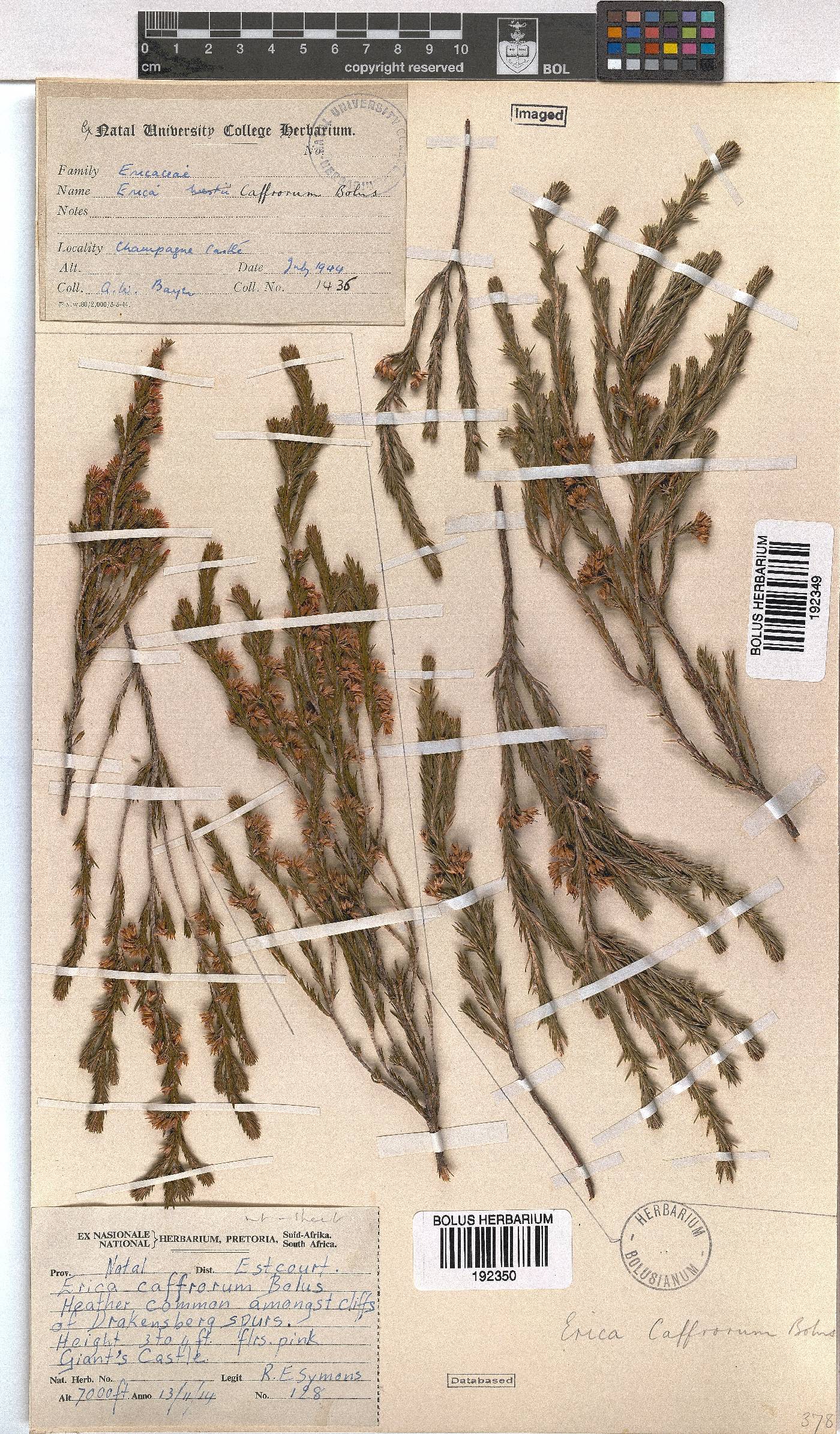 Erica afrorum var. afrorum image