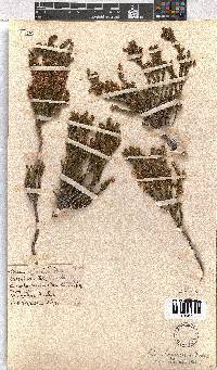 Erica afrorum var. aristula image