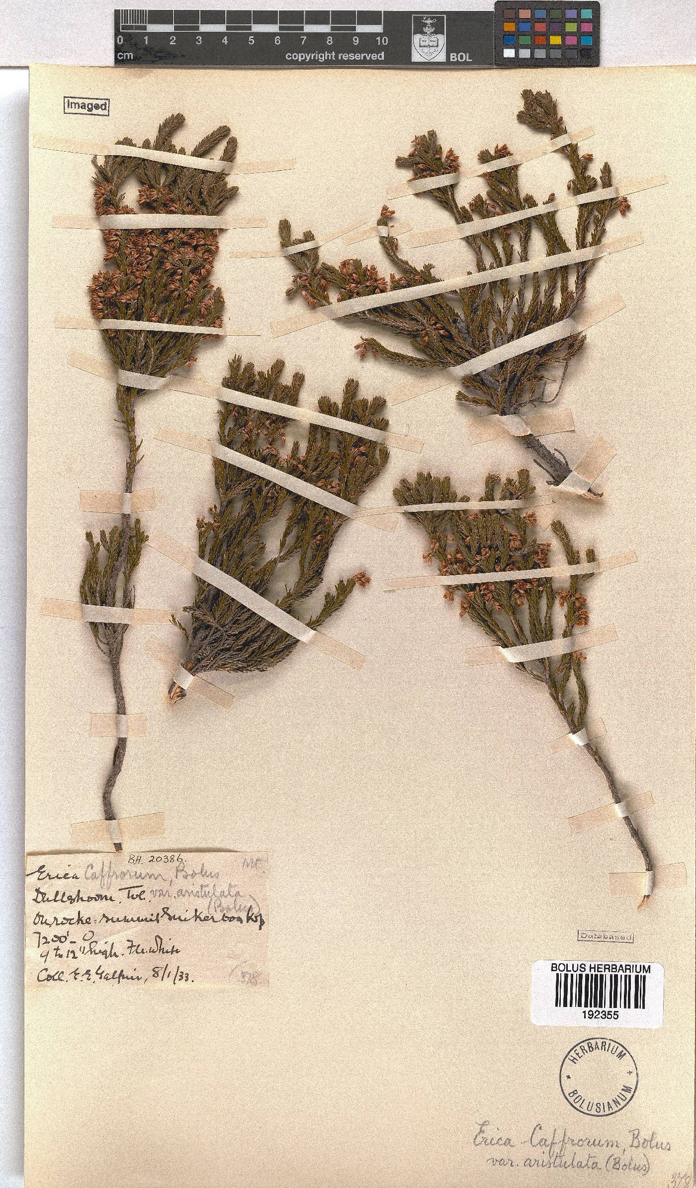 Erica afrorum var. aristula image