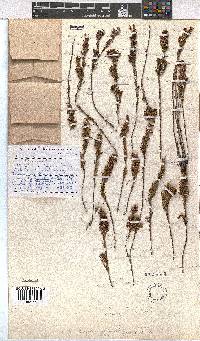 Erica albospicata image