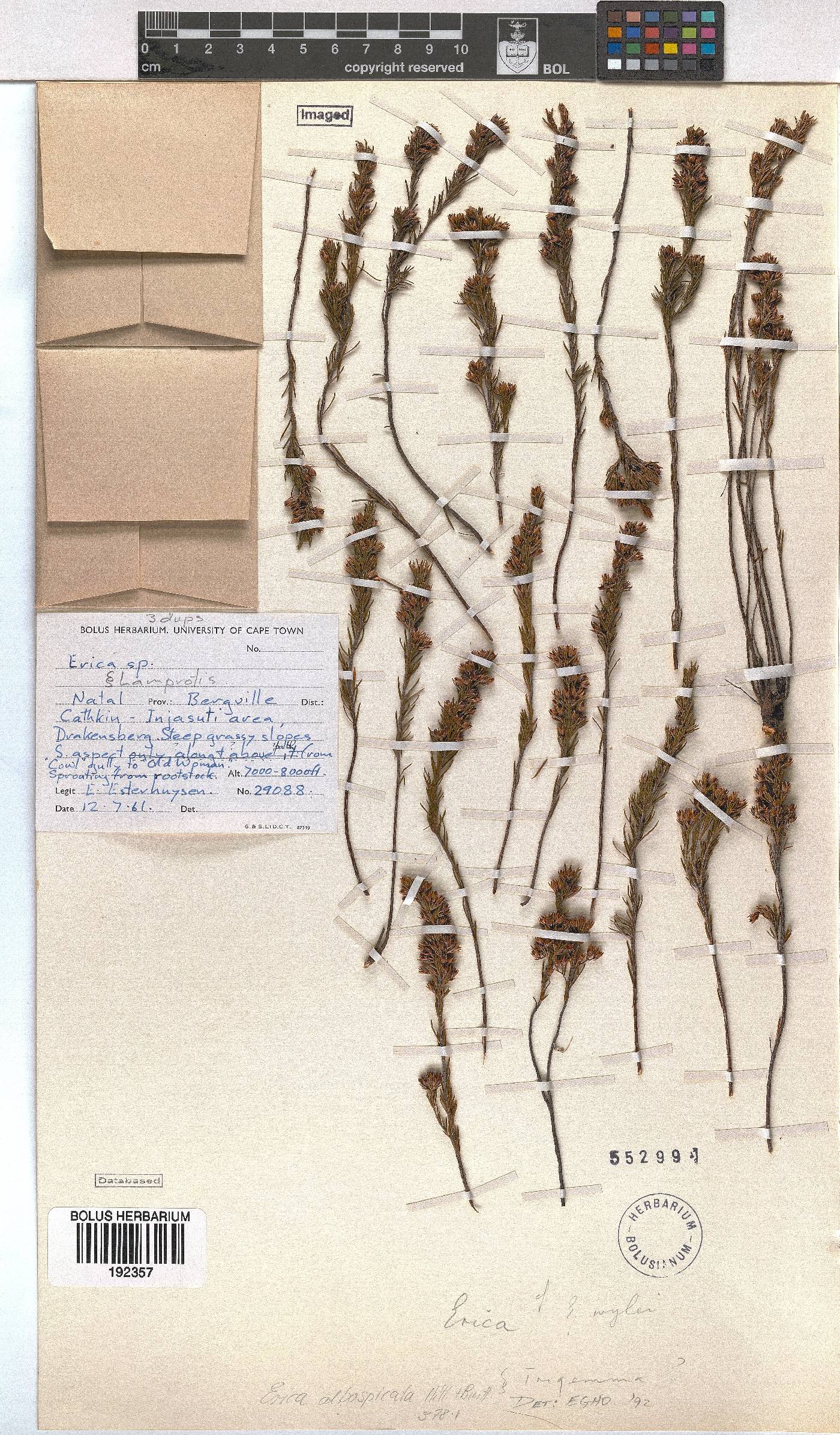 Erica albospicata image