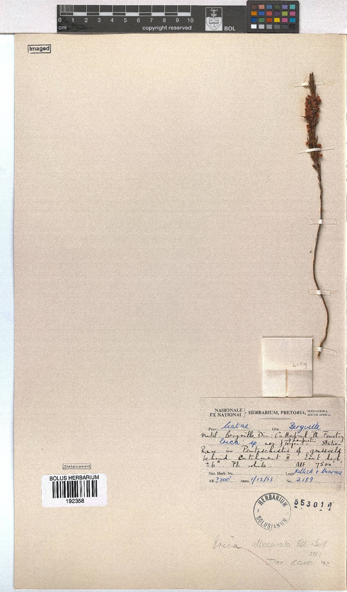 Erica albospicata image