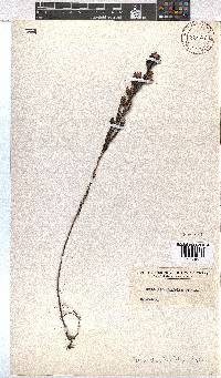 Erica dianthifolia image