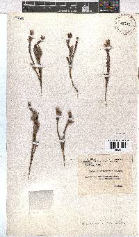 Erica dianthifolia image