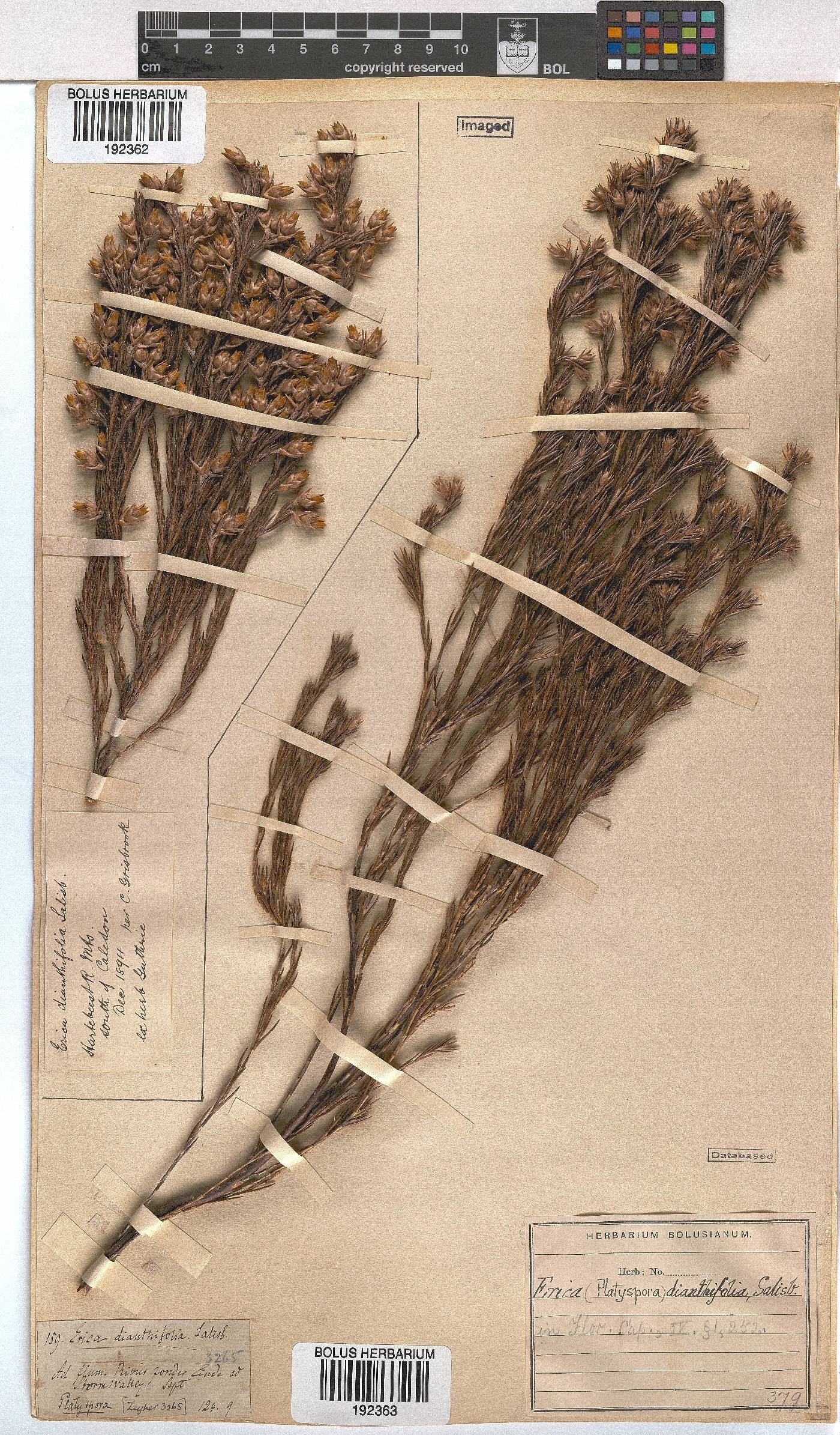 Erica dianthifolia image