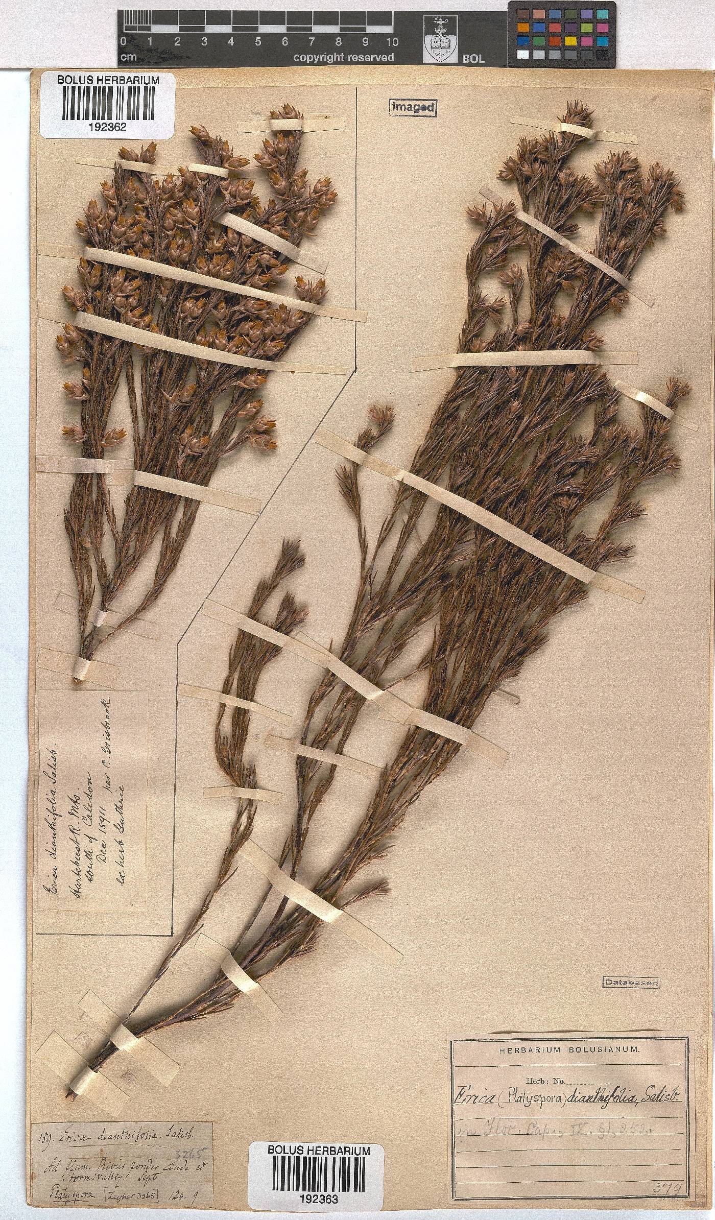 Erica dianthifolia image